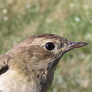 Näktergal, Sundre 20080731